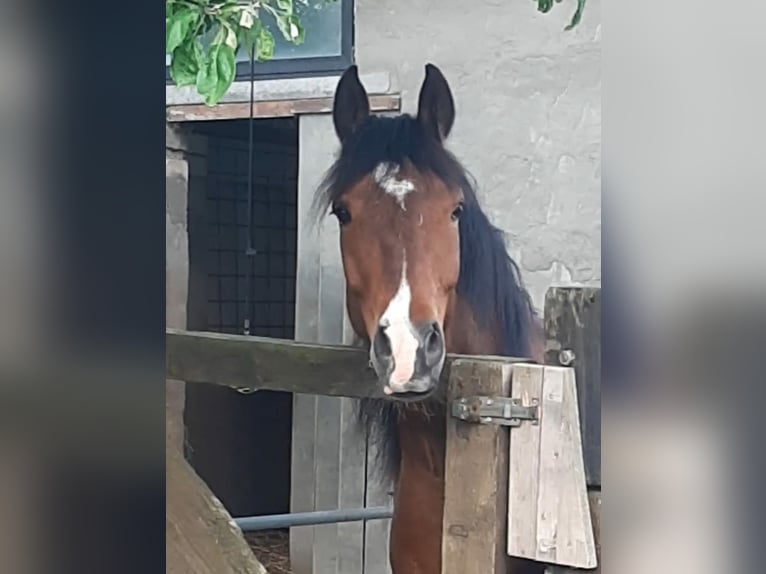 Deutsches Reitpony Mix Wallach 6 Jahre 152 cm Brauner in Waldfeucht