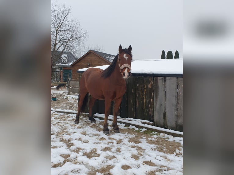 Deutsches Reitpony Mix Wallach 6 Jahre 152 cm Brauner in Waldfeucht