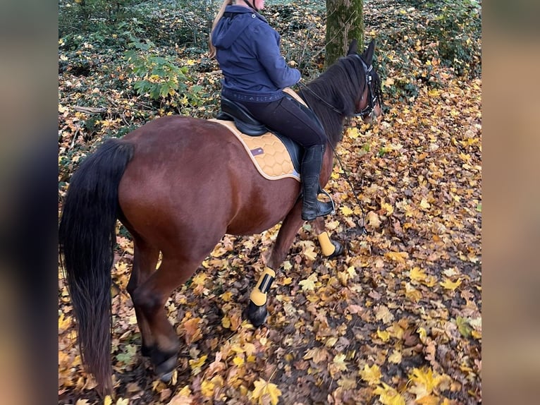 Deutsches Reitpony Mix Wallach 6 Jahre 152 cm Brauner in Waldfeucht