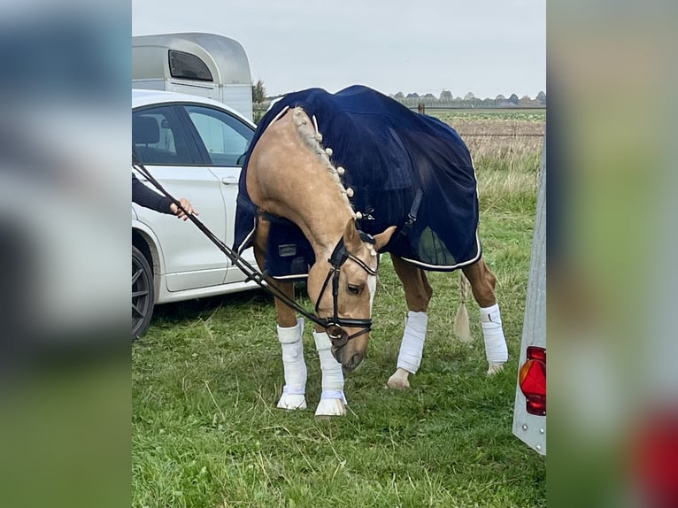 Deutsches Reitpony Wallach 6 Jahre 152 cm Palomino in Viersen