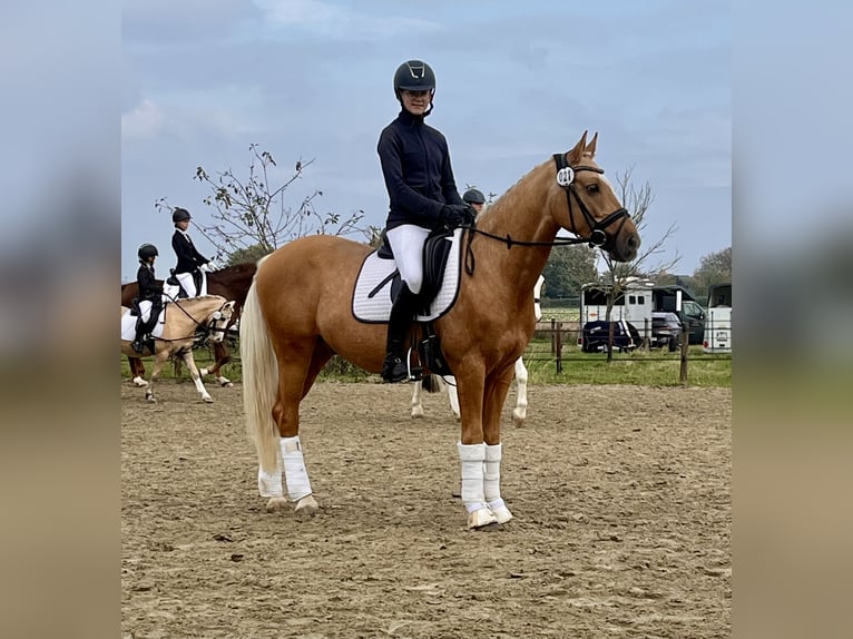 Deutsches Reitpony Wallach 6 Jahre 152 cm Palomino in Viersen