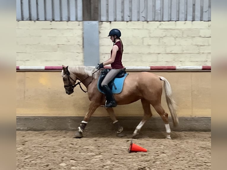 Deutsches Reitpony Wallach 6 Jahre 152 cm Palomino in Viersen
