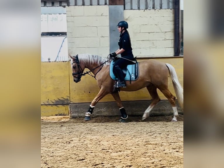 Deutsches Reitpony Wallach 6 Jahre 152 cm Palomino in Viersen