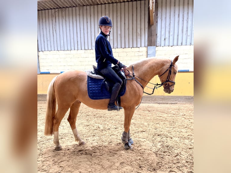 Deutsches Reitpony Wallach 6 Jahre 152 cm Palomino in Viersen