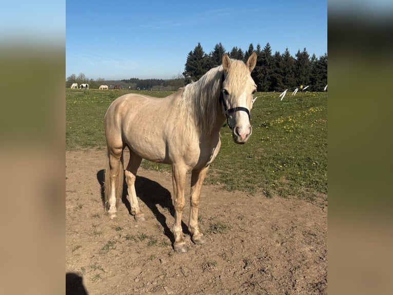 Deutsches Reitpony Wallach 6 Jahre 152 cm Palomino in Daleiden