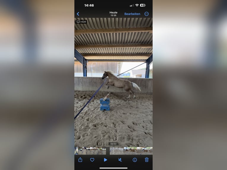 Deutsches Reitpony Wallach 6 Jahre 152 cm Palomino in Kreuztal