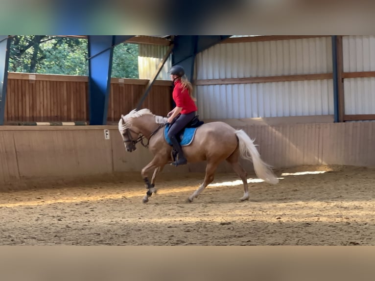 Deutsches Reitpony Wallach 6 Jahre 152 cm Palomino in Kreuztal