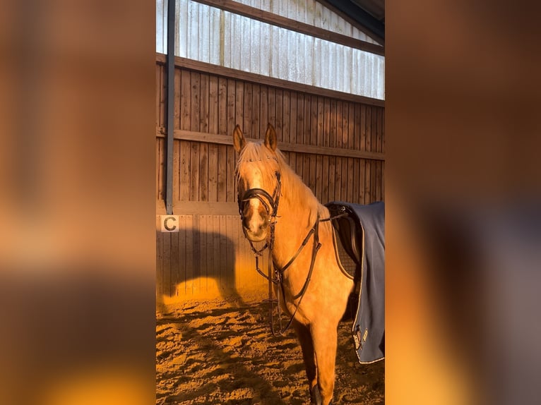 Deutsches Reitpony Wallach 6 Jahre 152 cm Palomino in Kreuztal