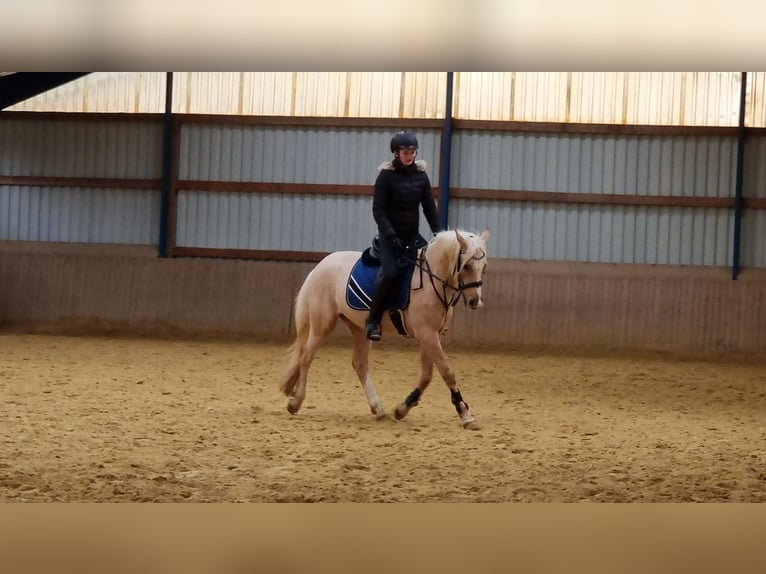 Deutsches Reitpony Wallach 6 Jahre 152 cm Palomino in Kreuztal