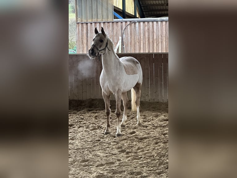 Deutsches Reitpony Wallach 6 Jahre 152 cm Palomino in Kreuztal