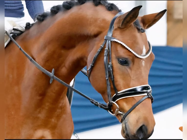 Deutsches Reitpony Wallach 6 Jahre 153 cm Brauner in Bekdorf