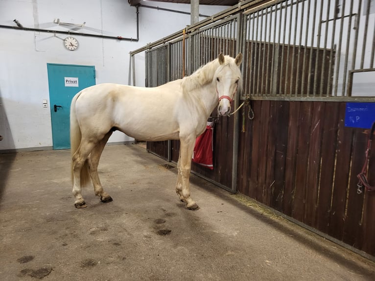 Deutsches Reitpony Wallach 6 Jahre 153 cm Palomino in Crailsheim
