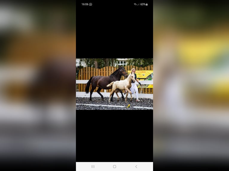 Deutsches Reitpony Wallach 6 Jahre 153 cm Palomino in Crailsheim