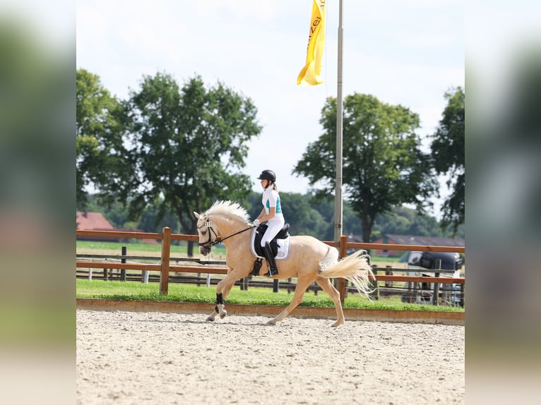 Deutsches Reitpony Wallach 6 Jahre 153 cm Palomino in Stuhr
