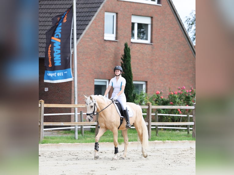Deutsches Reitpony Wallach 6 Jahre 153 cm Palomino in Stuhr
