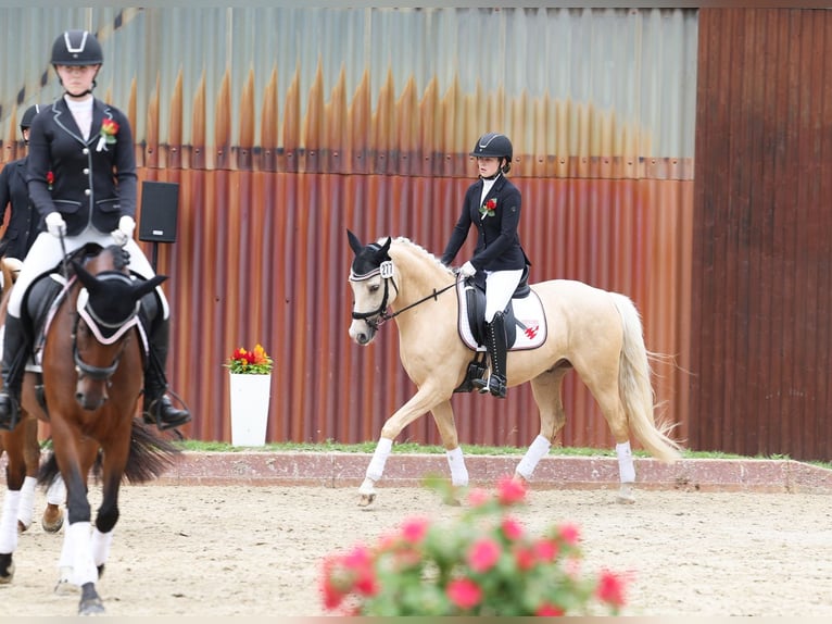 Deutsches Reitpony Wallach 6 Jahre 153 cm Palomino in Stuhr