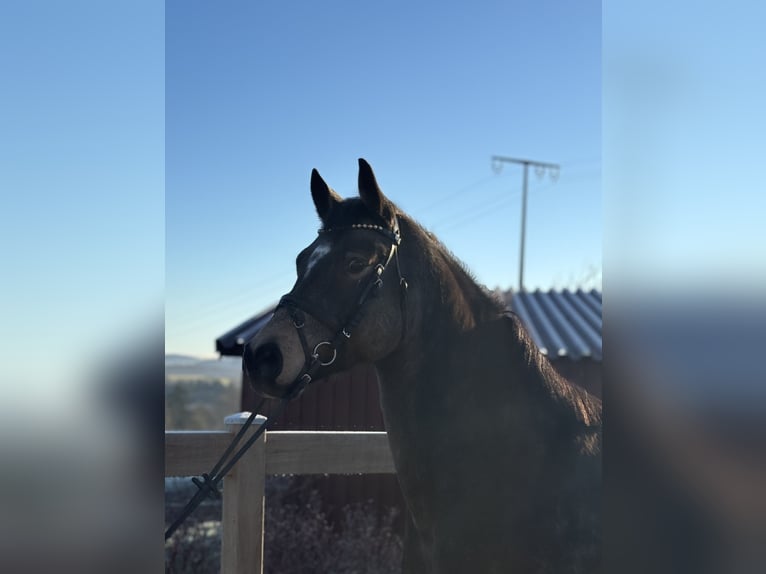 Deutsches Reitpony Wallach 6 Jahre 155 cm Brauner in Iggingen