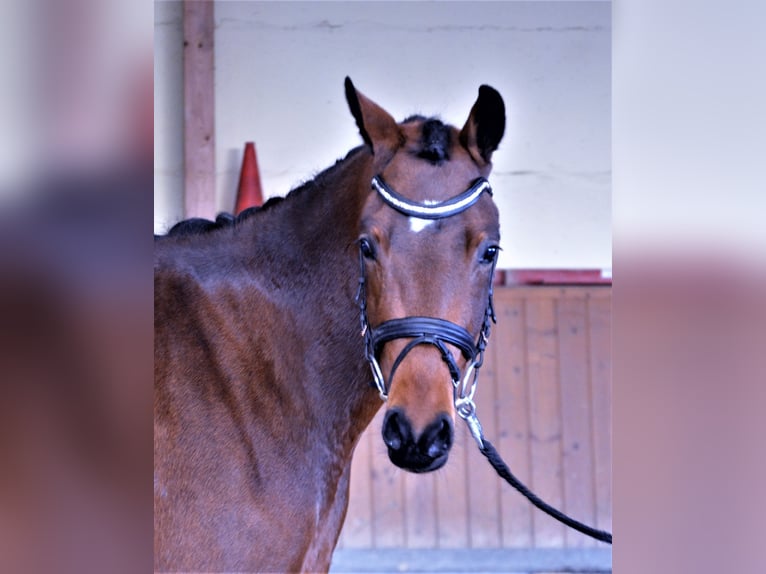 Deutsches Reitpony Wallach 6 Jahre 155 cm Brauner in Duderstadt