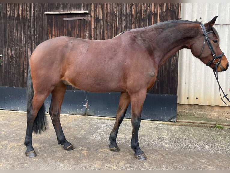 Deutsches Reitpony Wallach 6 Jahre 155 cm Brauner in Duderstadt