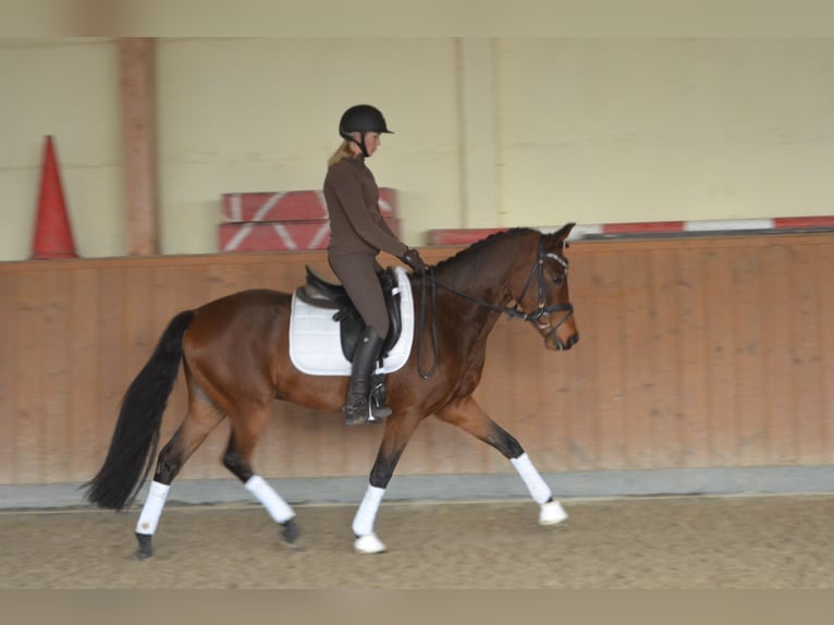 Deutsches Reitpony Wallach 6 Jahre 155 cm Brauner in Duderstadt