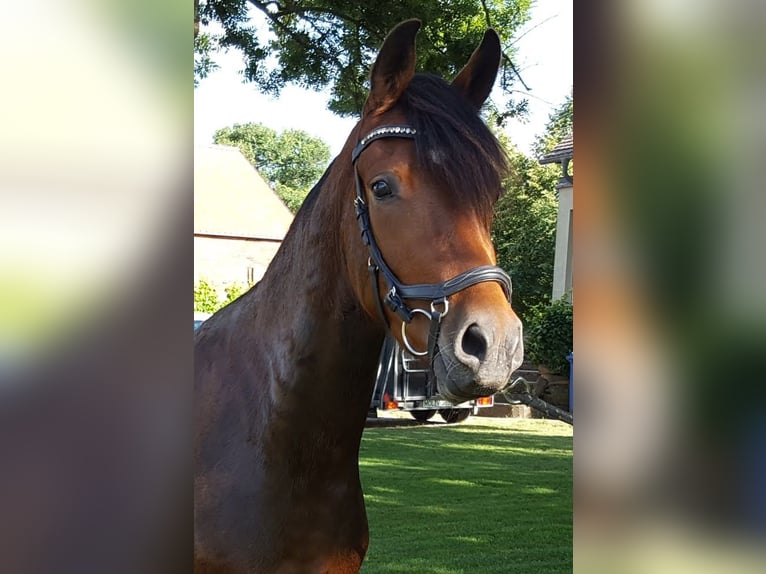 Deutsches Reitpony Wallach 6 Jahre 155 cm Brauner in Südharz