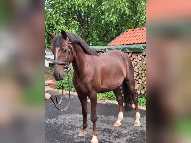 Deutsches Reitpony Wallach 6 Jahre 155 cm Dunkelfuchs in K&#xF6;stendorf