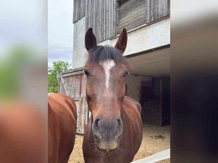 Deutsches Reitpony Wallach 6 Jahre 155 cm Dunkelfuchs in K&#xF6;stendorf