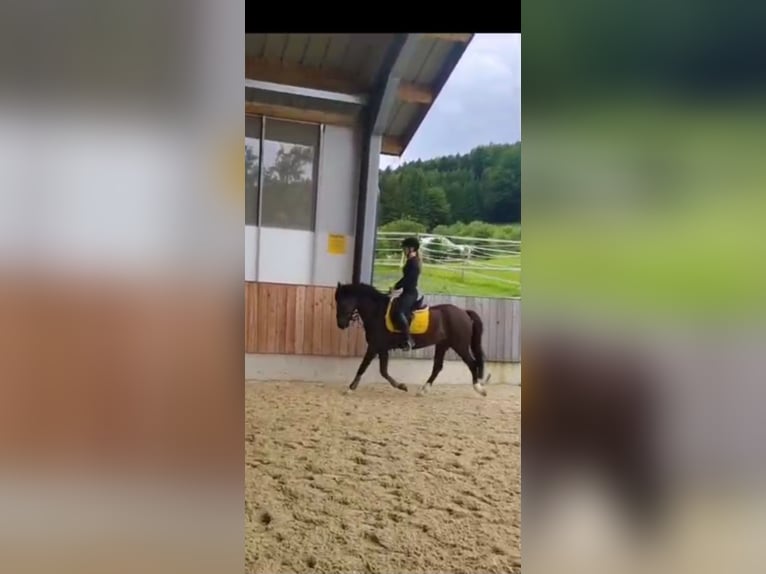 Deutsches Reitpony Wallach 6 Jahre 155 cm Dunkelfuchs in K&#xF6;stendorf