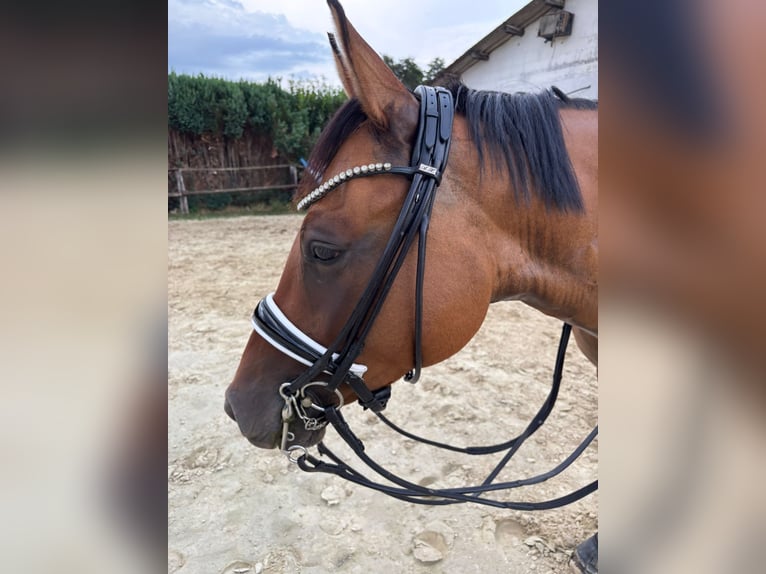 Deutsches Reitpony Wallach 6 Jahre 155 cm Falbe in Wegberg