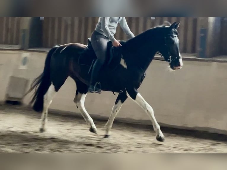 Deutsches Reitpony Mix Wallach 6 Jahre 155 cm Schecke in Würzburg