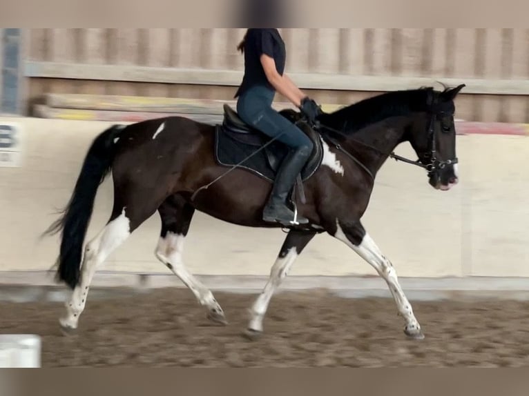 Deutsches Reitpony Mix Wallach 6 Jahre 155 cm Schecke in Würzburg