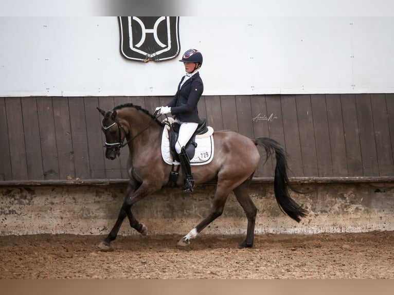 Deutsches Reitpony Wallach 6 Jahre 156 cm Falbe in Lünen