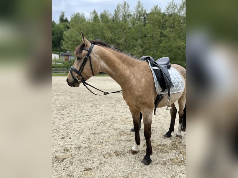 Deutsches Reitpony Wallach 6 Jahre 156 cm Falbe in Schlei&#xDF;heim