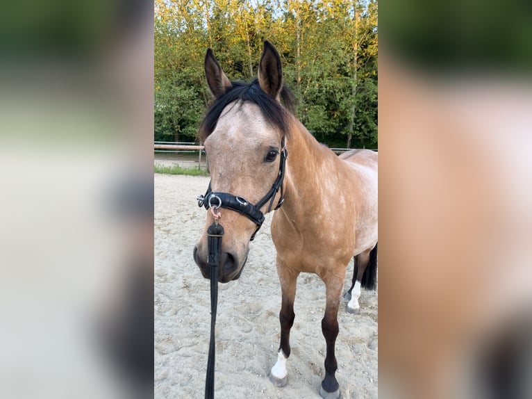 Deutsches Reitpony Wallach 6 Jahre 156 cm Falbe in Schlei&#xDF;heim