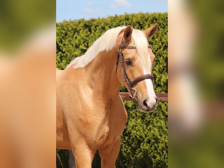 Deutsches Reitpony Wallach 6 Jahre 156 cm Palomino in Geilenkirchen