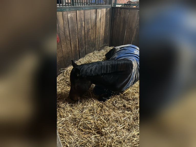 Deutsches Reitpony Wallach 6 Jahre 158 cm Brauner in Dettenheim