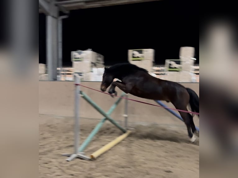 Deutsches Reitpony Wallach 6 Jahre 158 cm Brauner in Dettenheim