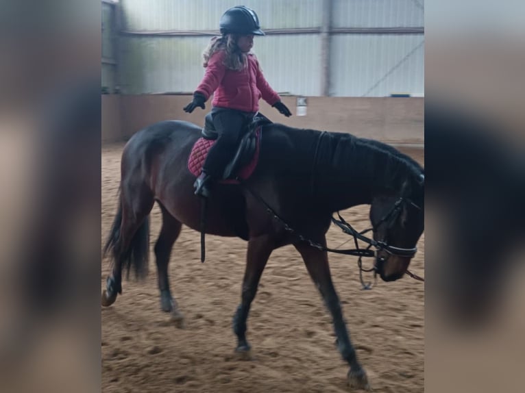Deutsches Reitpony Wallach 6 Jahre 158 cm Brauner in Dettenheim