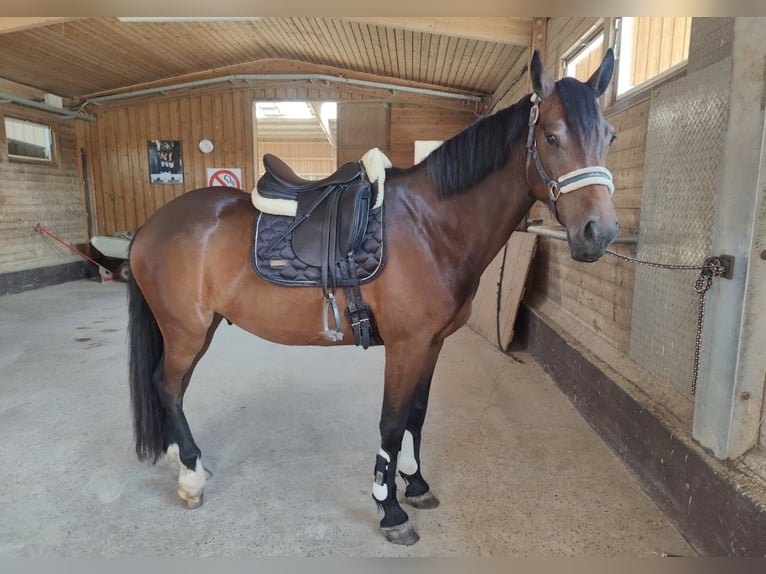 Deutsches Reitpony Wallach 6 Jahre 158 cm Brauner in Dettenheim