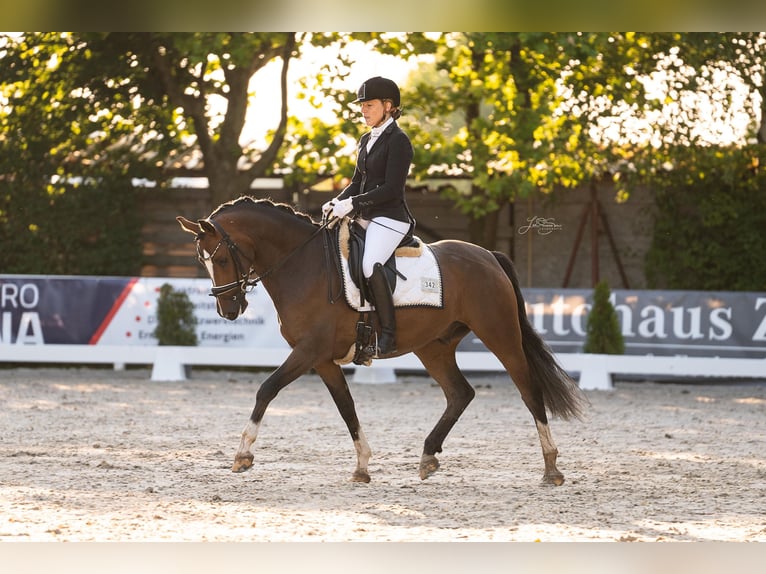 Deutsches Reitpony Wallach 6 Jahre 158 cm Dunkelbrauner in W&#xFC;rselen
