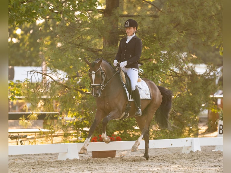 Deutsches Reitpony Wallach 6 Jahre 158 cm Dunkelbrauner in W&#xFC;rselen