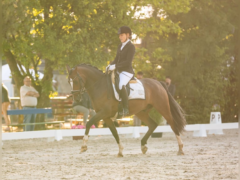 Deutsches Reitpony Wallach 6 Jahre 158 cm Dunkelbrauner in W&#xFC;rselen