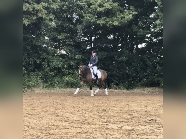 Deutsches Reitpony Wallach 6 Jahre 158 cm Dunkelbrauner in W&#xFC;rselen