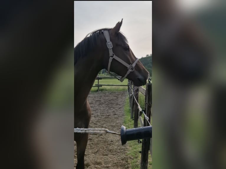 Deutsches Reitpony Wallach 6 Jahre 158 cm Dunkelbrauner in W&#xFC;rselen