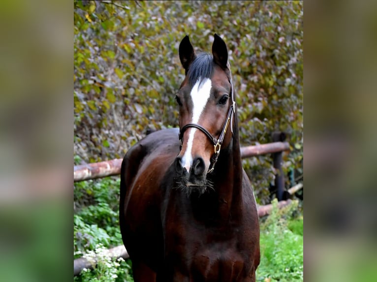 Deutsches Reitpony Wallach 6 Jahre 158 cm Dunkelbrauner in W&#xFC;rselen
