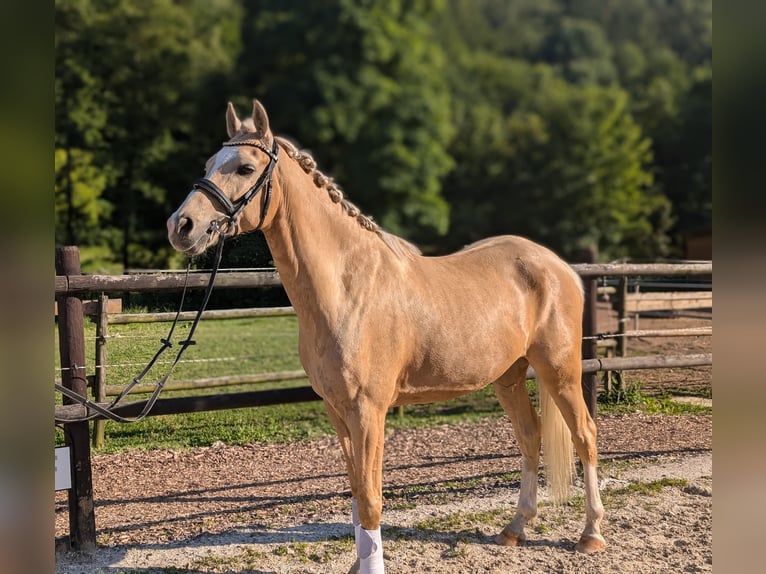 Deutsches Reitpony Wallach 6 Jahre 158 cm Palomino in Saarbr&#xFC;cken