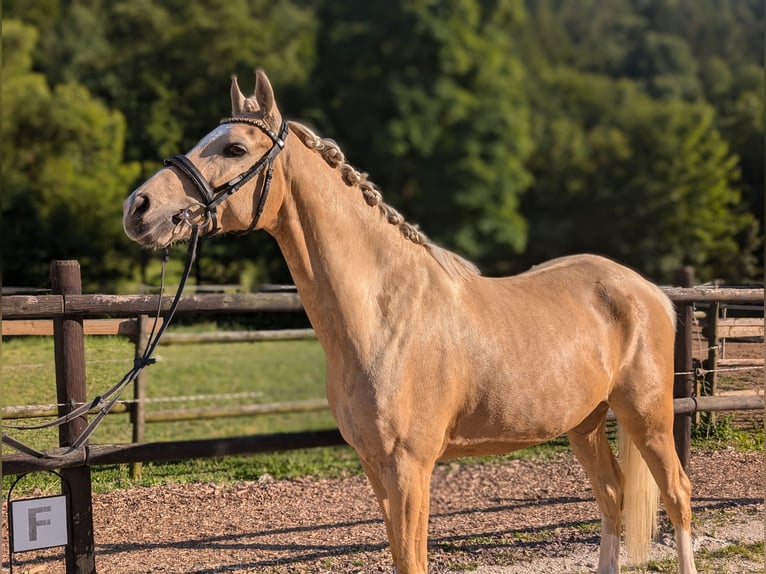 Deutsches Reitpony Wallach 6 Jahre 158 cm Palomino in Saarbr&#xFC;cken