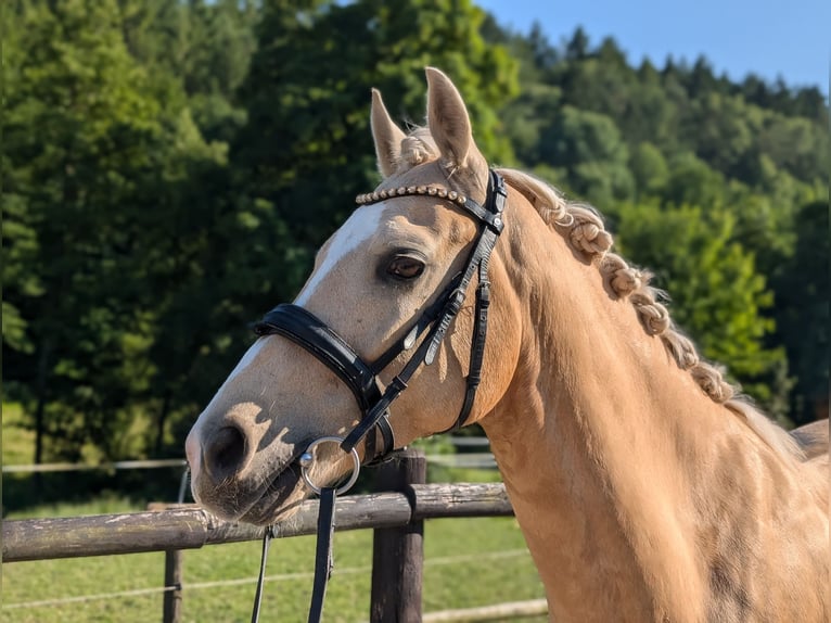 Deutsches Reitpony Wallach 6 Jahre 158 cm Palomino in Saarbr&#xFC;cken