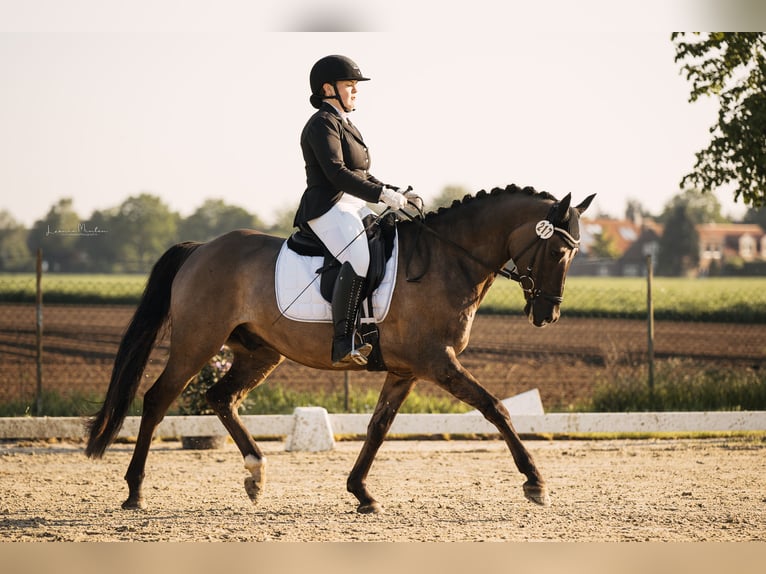 Deutsches Reitpony Wallach 6 Jahre 158 cm Roan-Blue in Tönisvorst