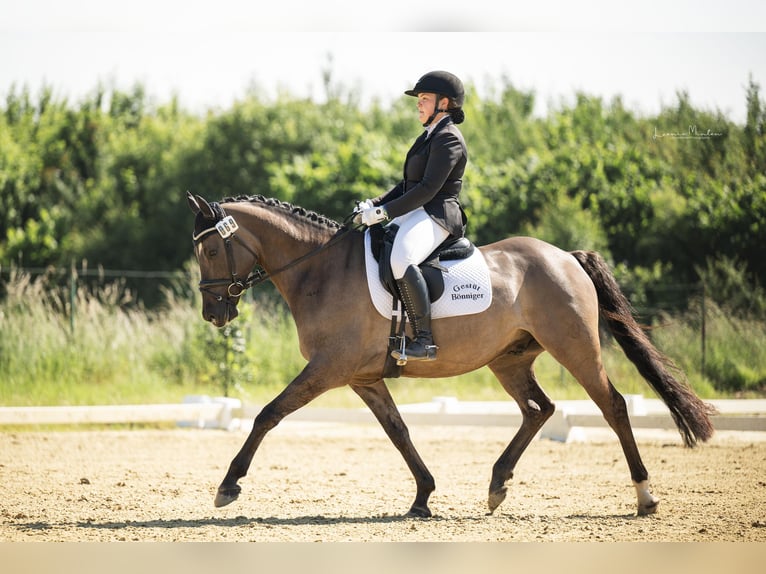 Deutsches Reitpony Wallach 6 Jahre 158 cm Roan-Blue in Tönisvorst